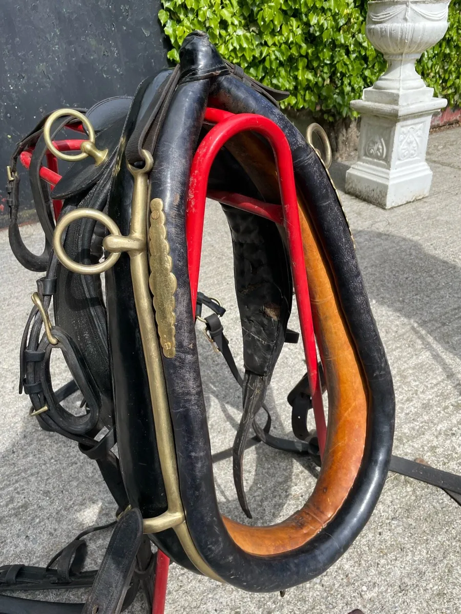 Set of old harness - Image 3