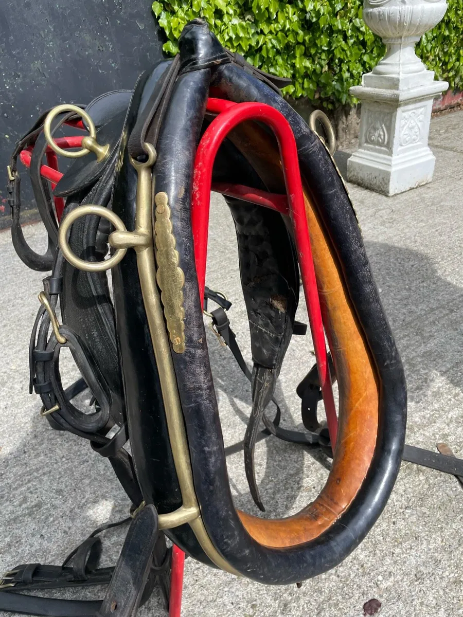 Set of old harness - Image 4