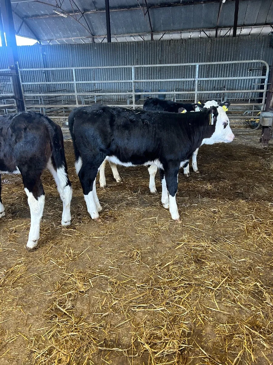 Calves - Image 4