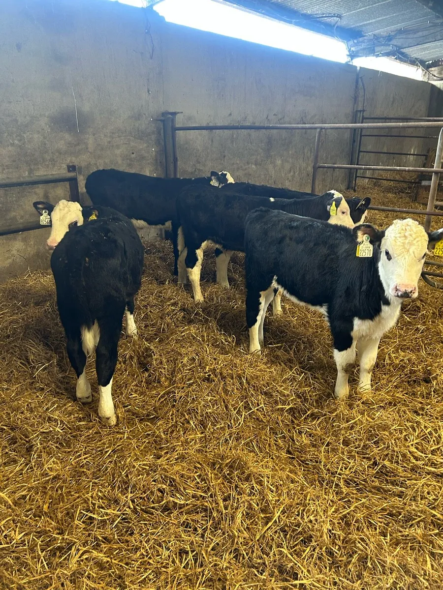 Calves - Image 1