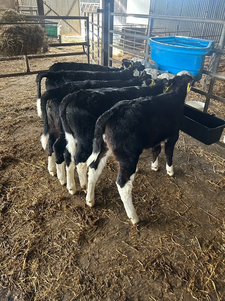 Calves - Image 2
