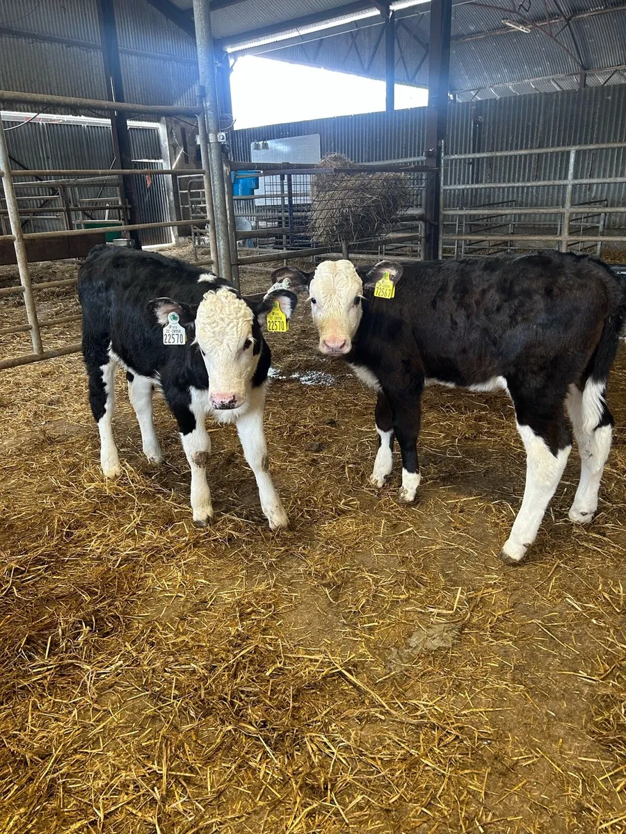 Calves - Image 3