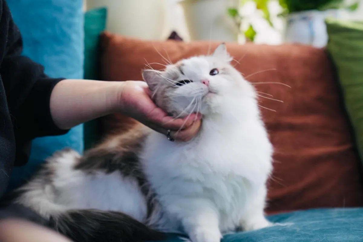 Ragdoll cat - Image 1