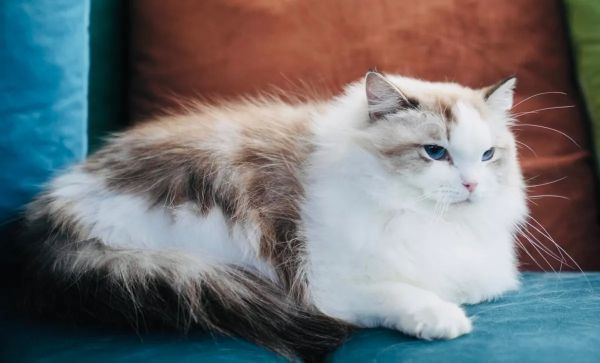 Ragdoll cat - Image 2
