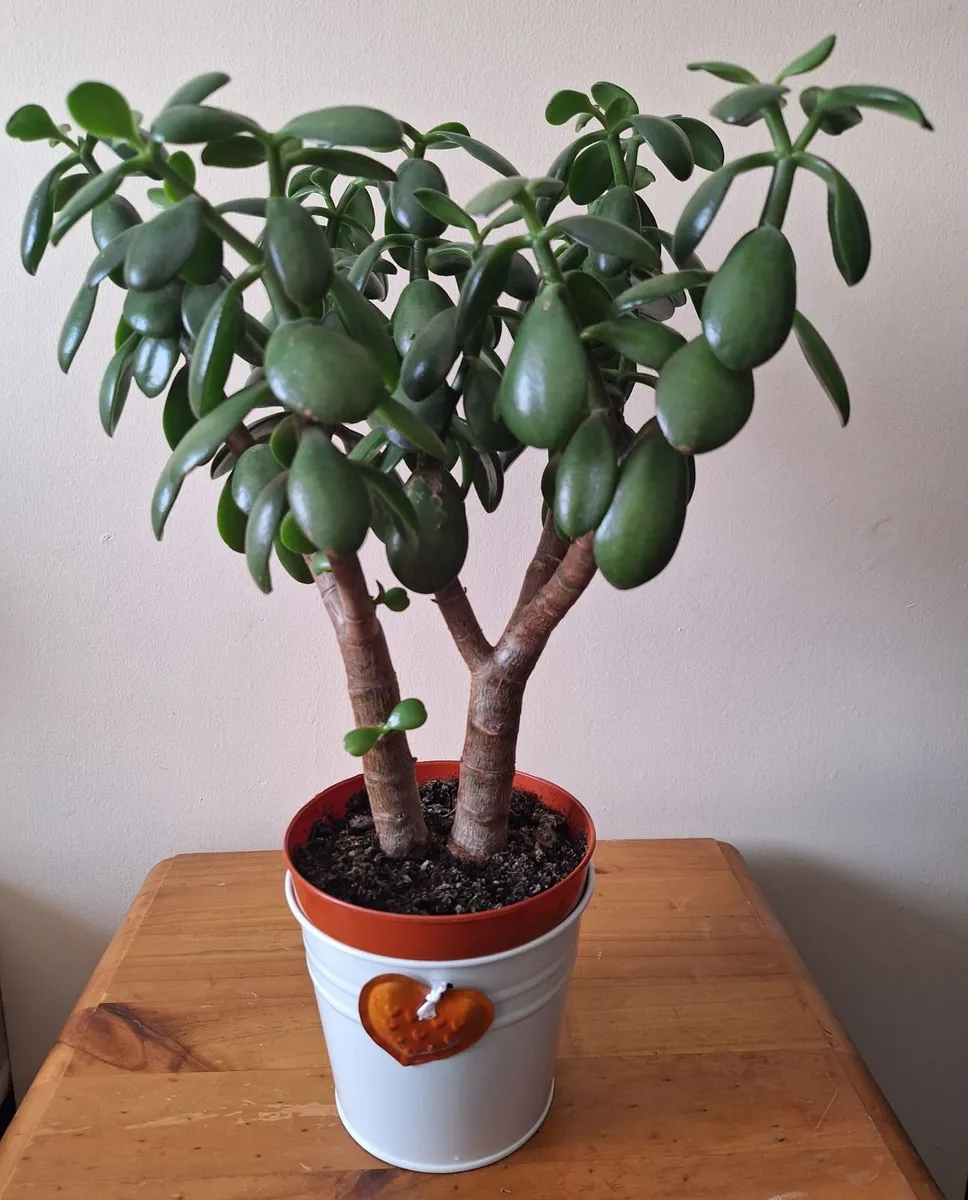 The "Twin Trunk" Jade - Image 1