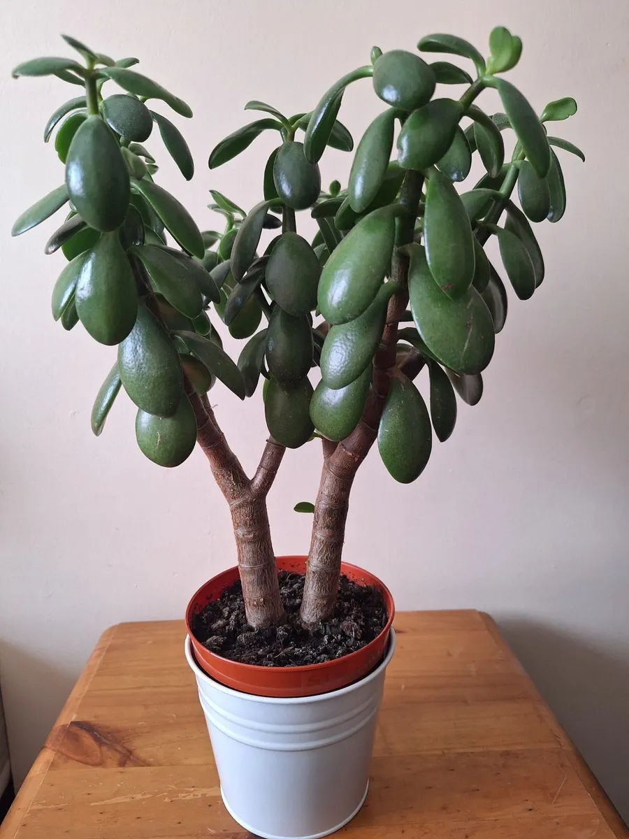 The "Twin Trunk" Jade - Image 2