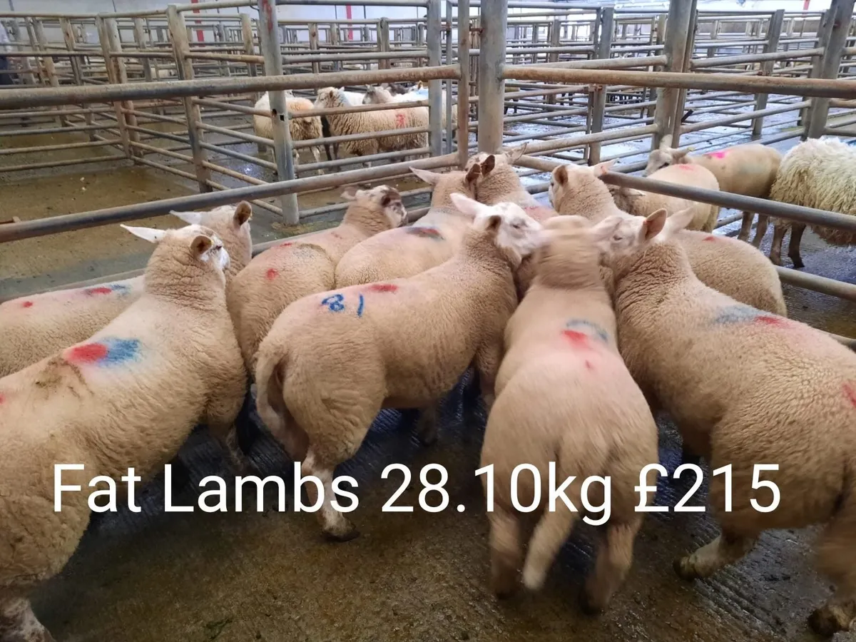 Sheep Sale Market Report - Image 1