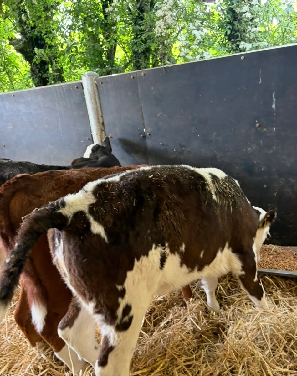 14 smashing reared Hereford heifers - Image 4