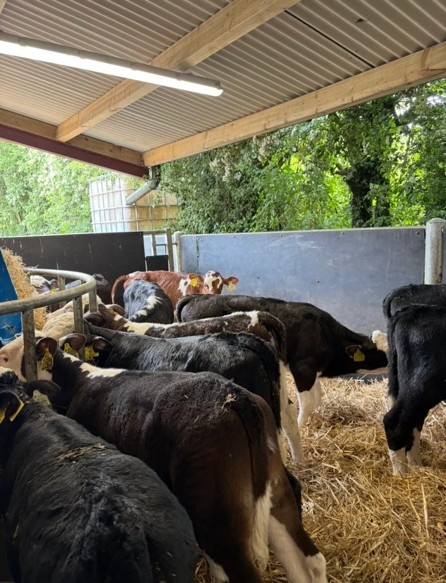 14 smashing reared Hereford heifers - Image 1