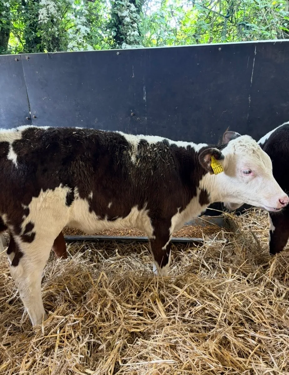 14 smashing reared Hereford heifers - Image 2