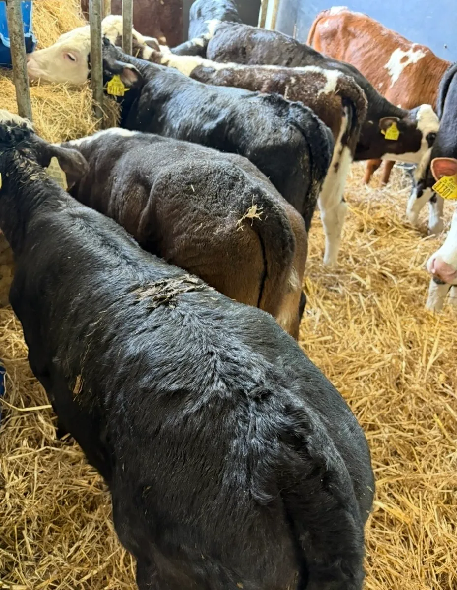 14 smashing reared Hereford heifers - Image 3
