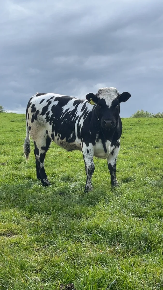 Heifers - Image 1