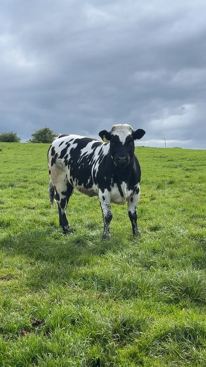 Heifers - Image 3