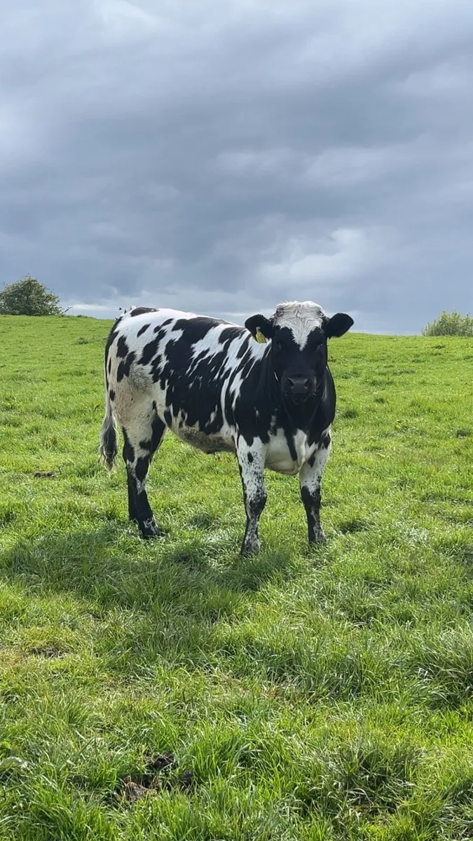 Heifers - Image 4