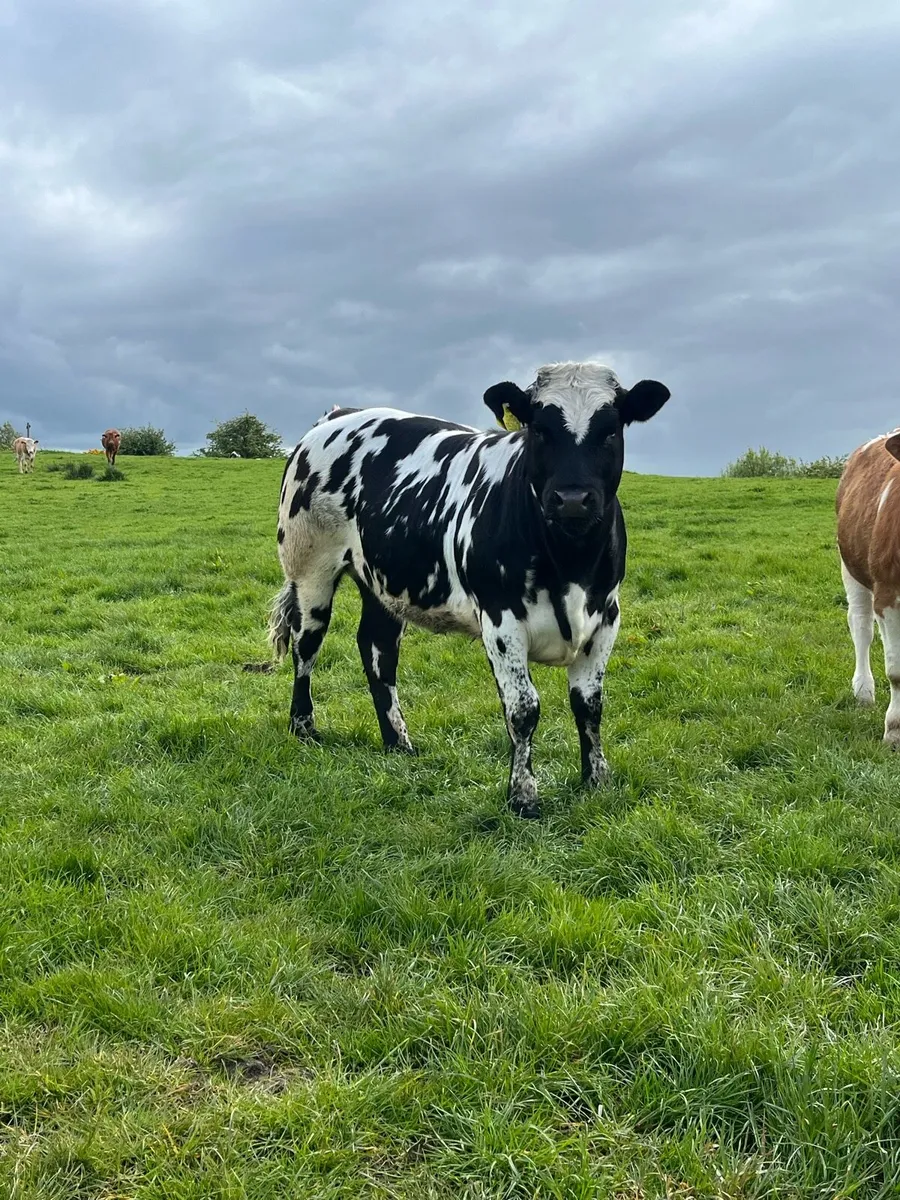 Heifers - Image 2