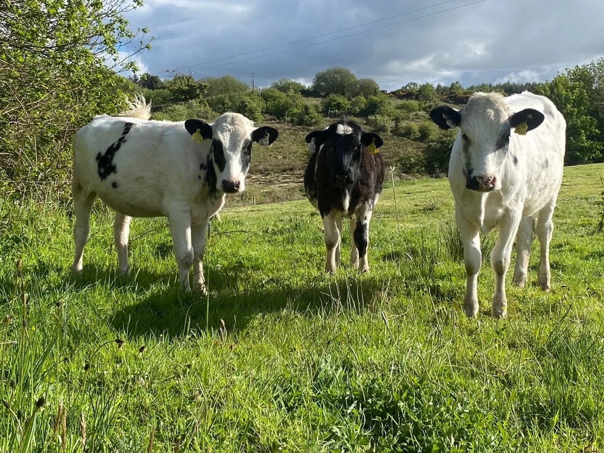 3 Super Weanling Heifers - Image 3