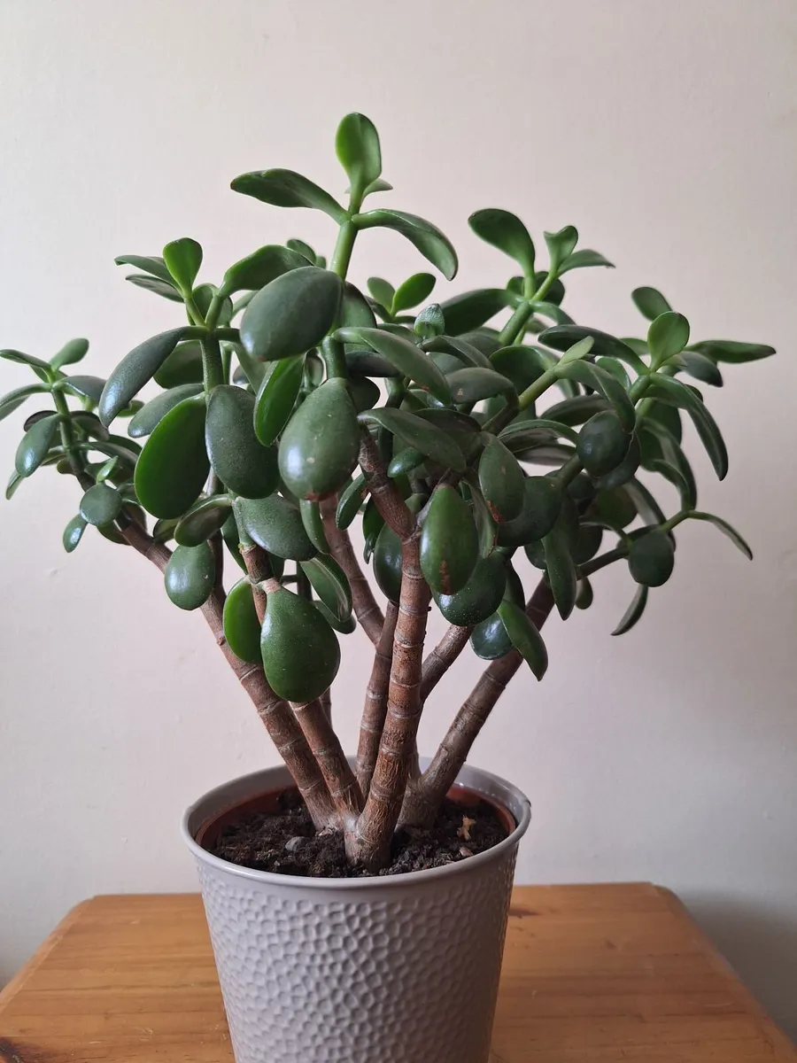 The "Bushy" Jade - Image 1