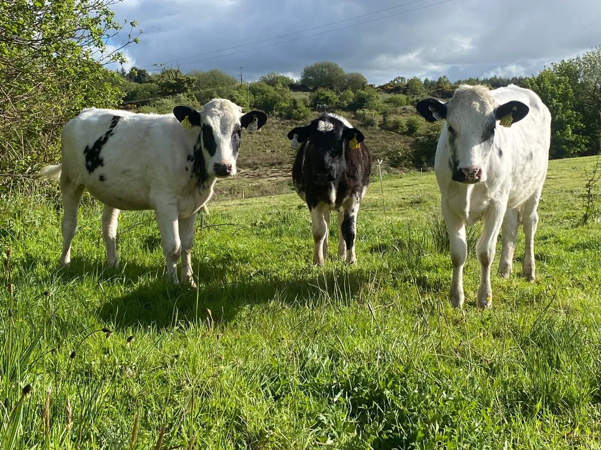 3 Super Weanling Heifers - Image 2