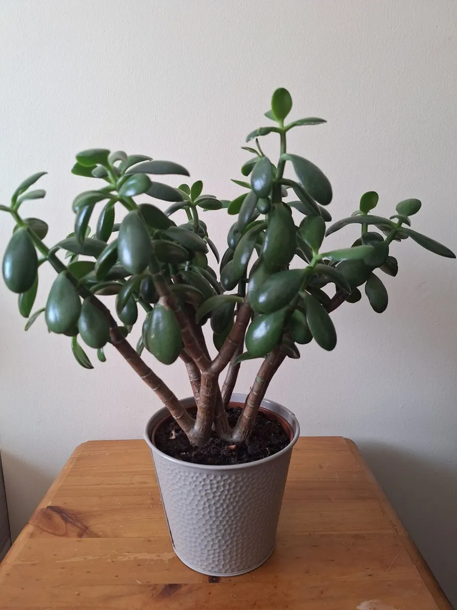 The "Bushy" Jade - Image 3