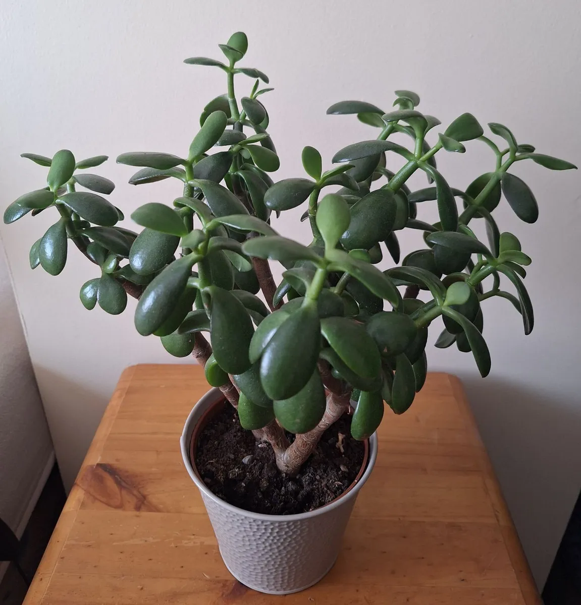 The "Bushy" Jade - Image 4