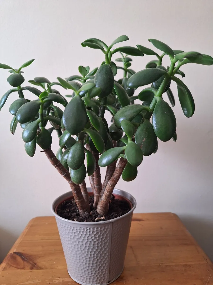 The "Bushy" Jade - Image 2