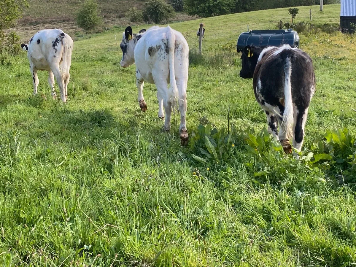 3 Super Weanling Heifers - Image 4