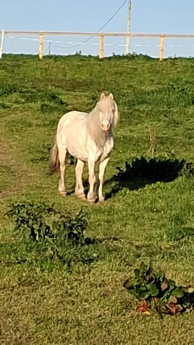 Rehoming pony - Image 2