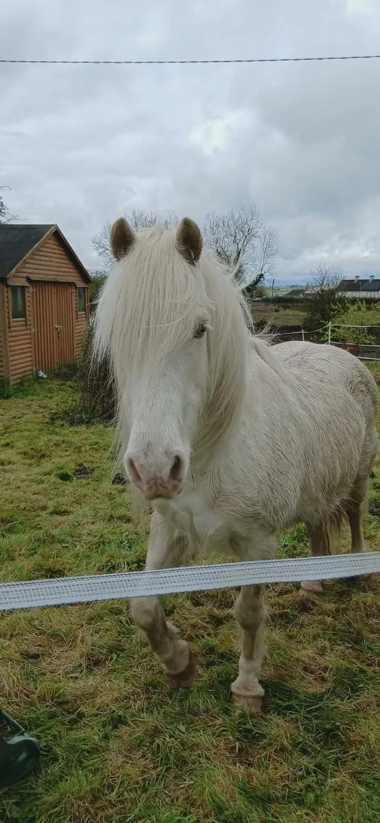 Rehoming pony - Image 1