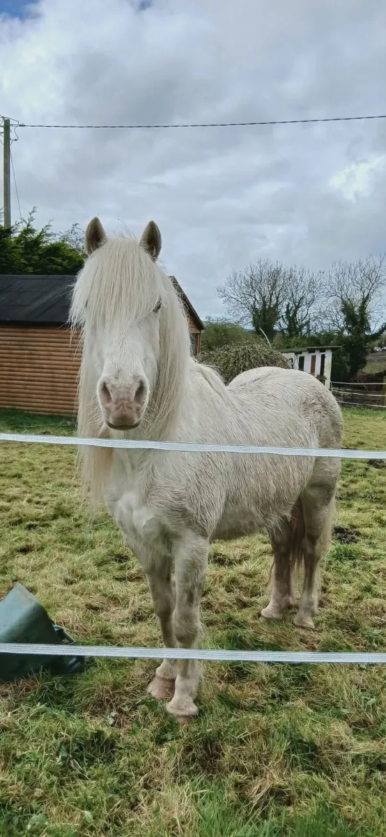 Rehoming pony - Image 3