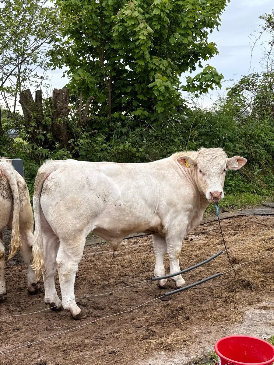 Pirate Charolais bull for sale - Image 1