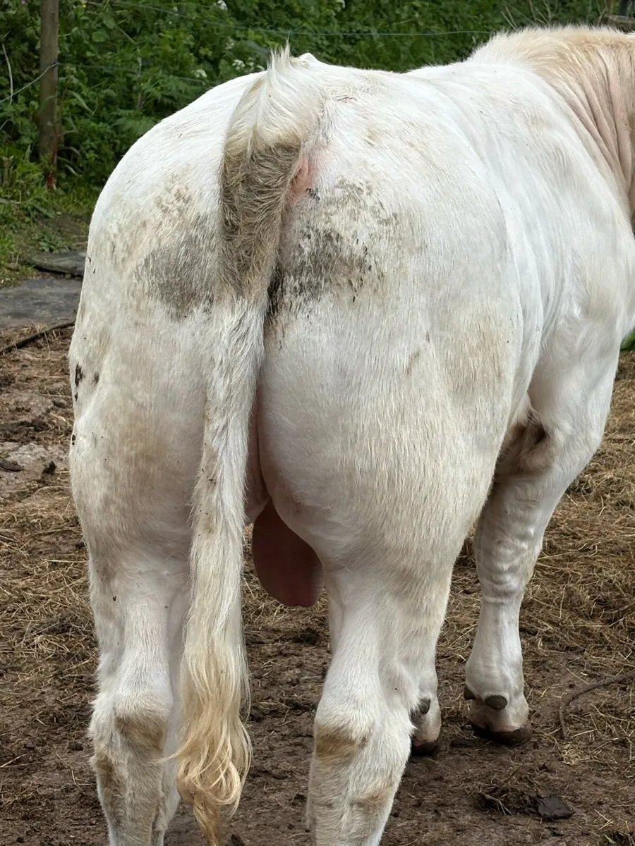 Pirate Charolais bull for sale - Image 2