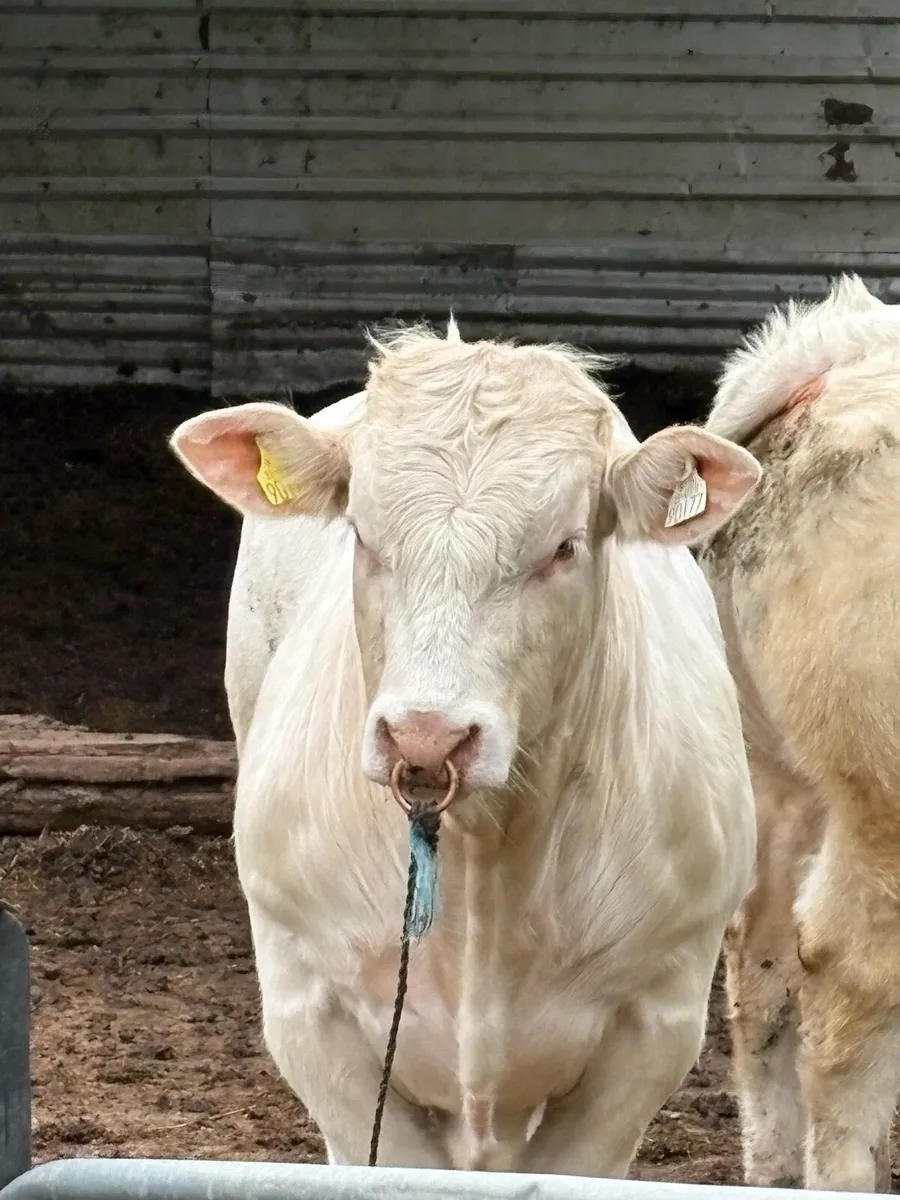 Pirate Charolais bull for sale - Image 3