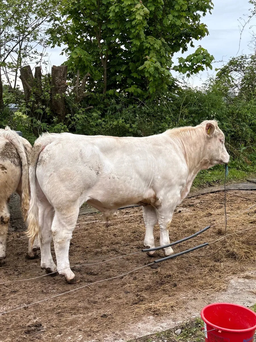Pirate Charolais bull for sale - Image 4