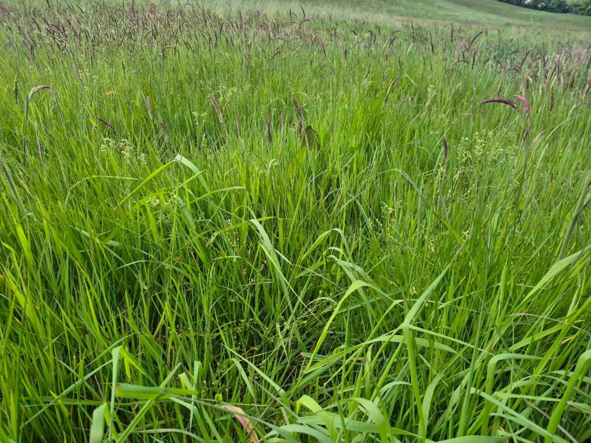 Growing silage/hay - Image 1