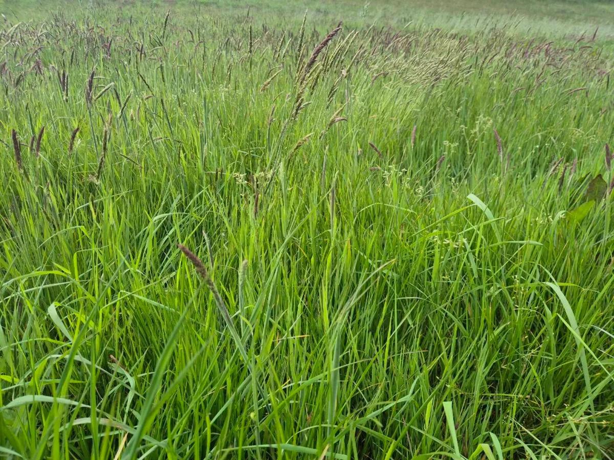 Growing silage/hay - Image 2