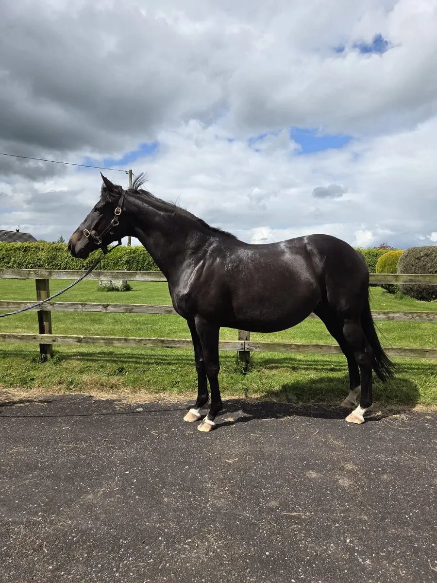 6 yr old tb broodmare in foal to Conticco - Image 1