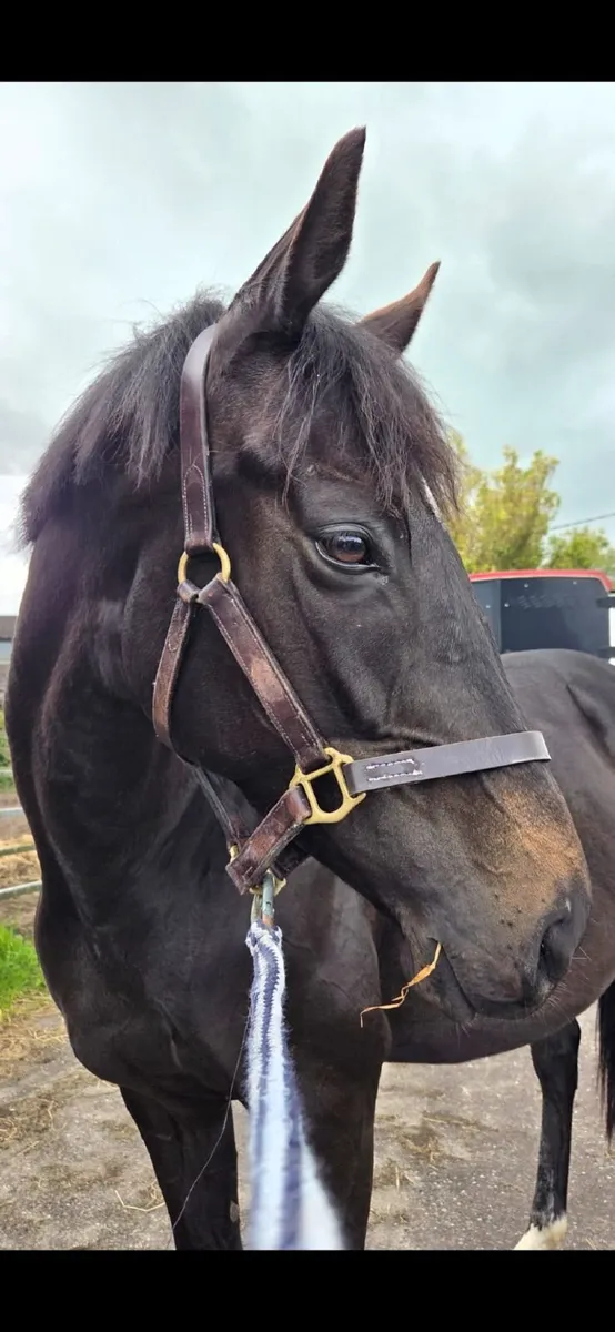 6 yr old tb broodmare in foal to Conticco - Image 2