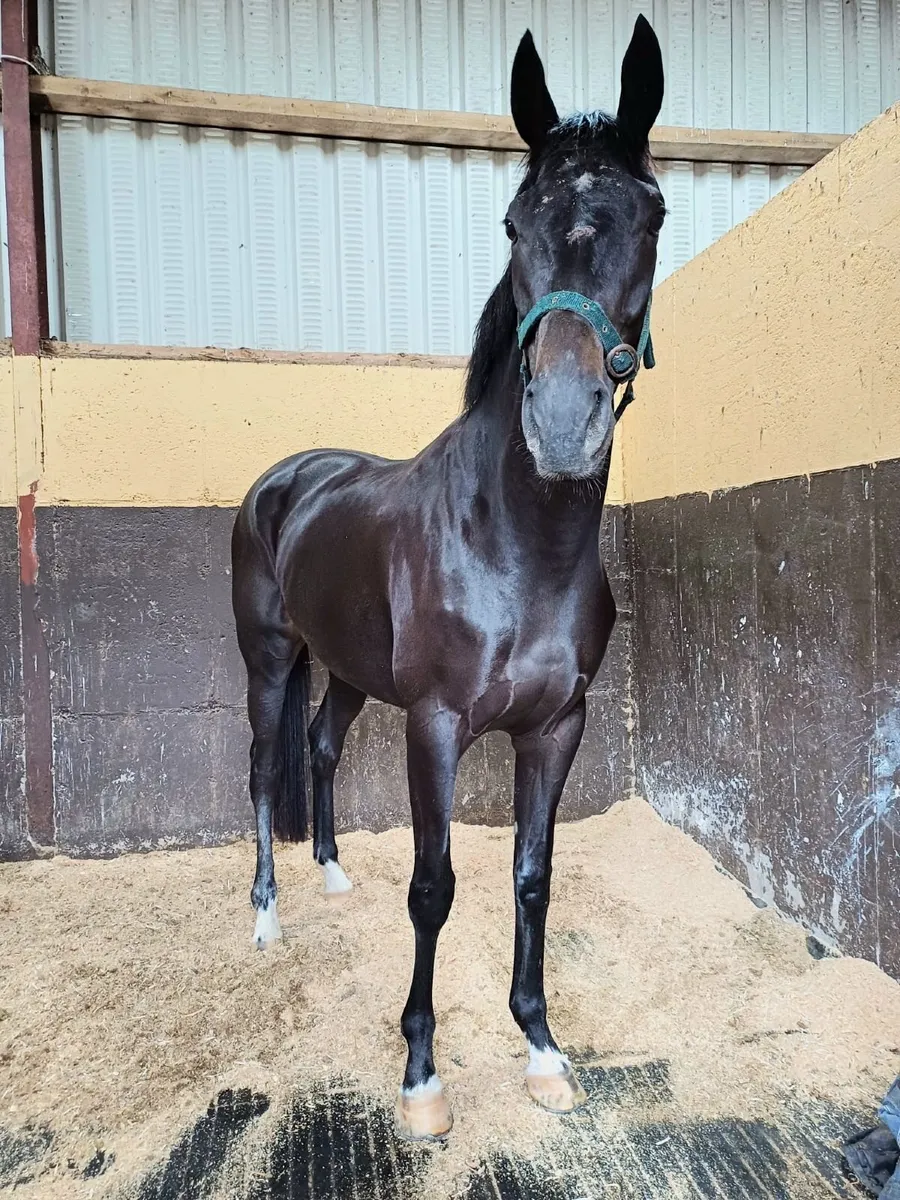 6 yr old tb broodmare in foal to Conticco - Image 3