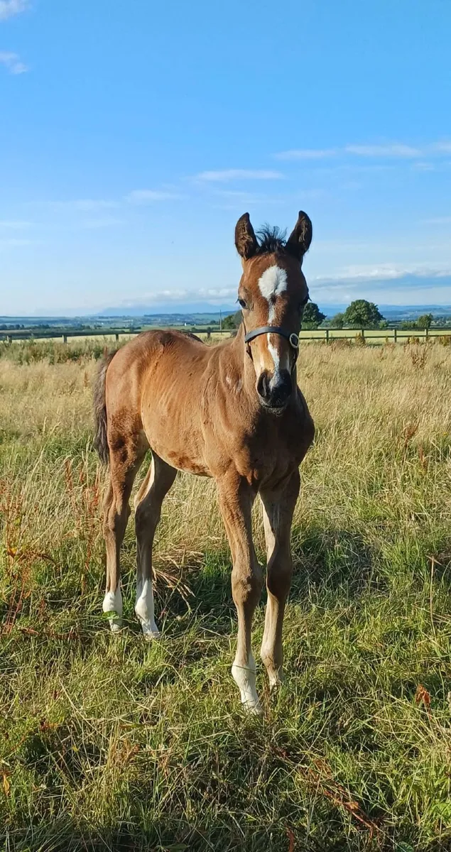 6 yr old tb broodmare in foal to Conticco - Image 4