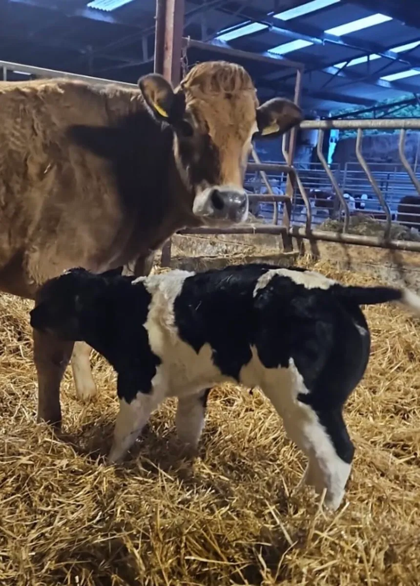 Receip with Champion pedigree blue Heifer - Image 3