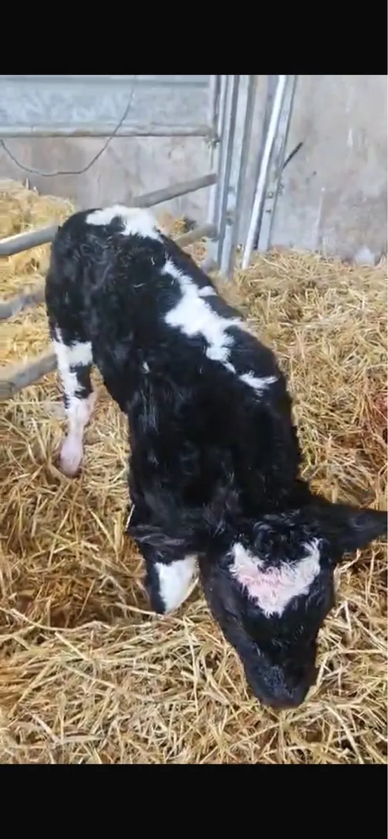 Receip with Champion pedigree blue Heifer - Image 4