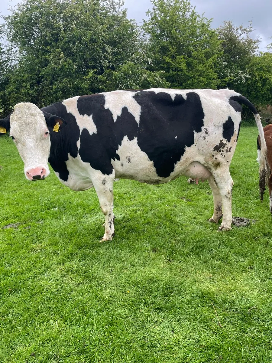 Cow and calves - Image 1
