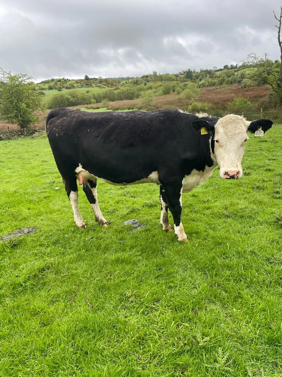 Cow and calves - Image 2