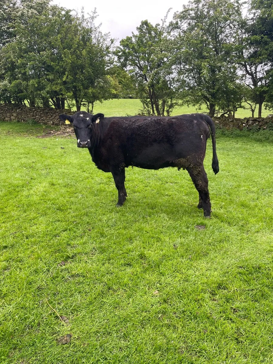Cow and calves - Image 3