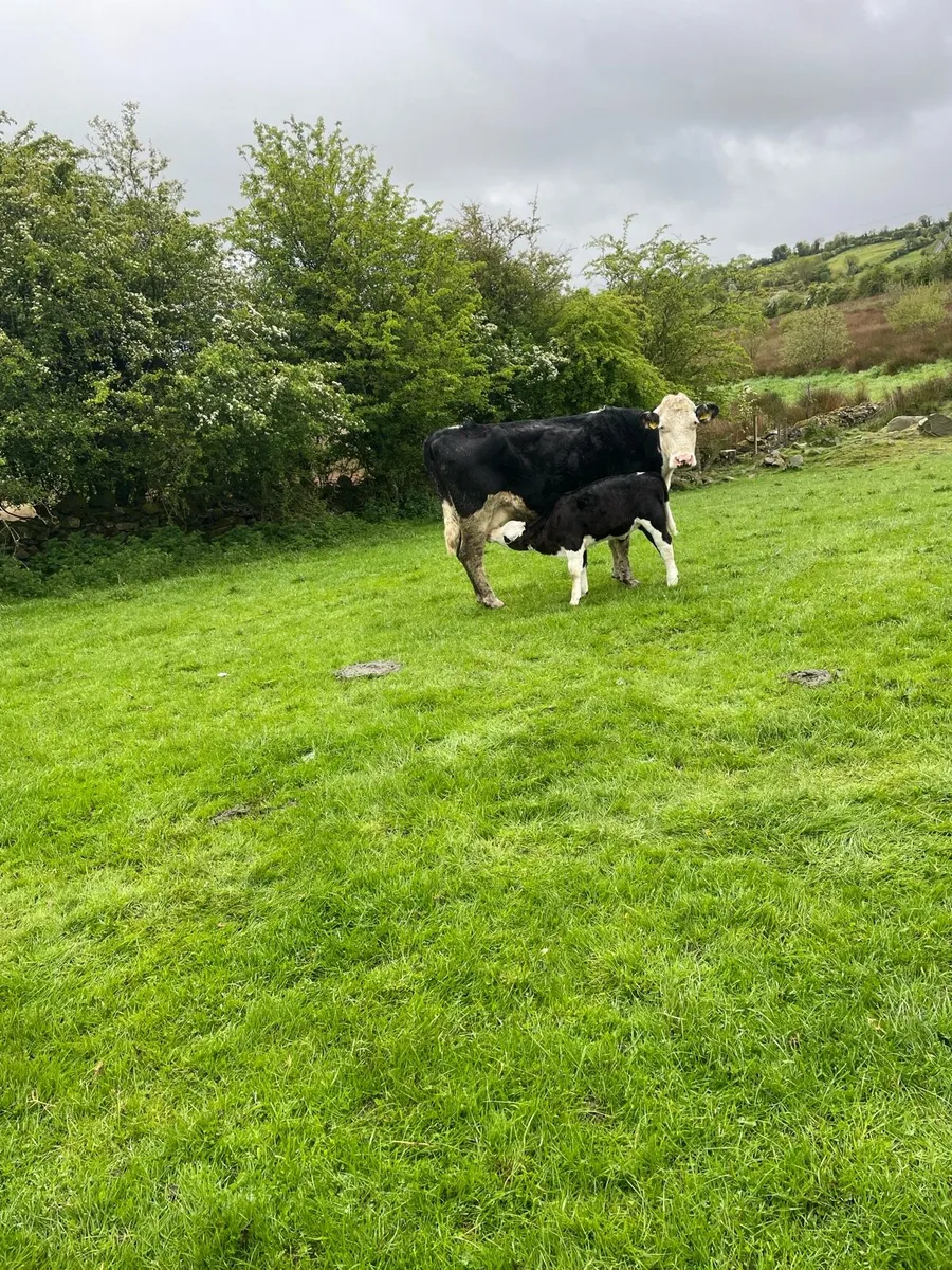 Cow and calves - Image 4