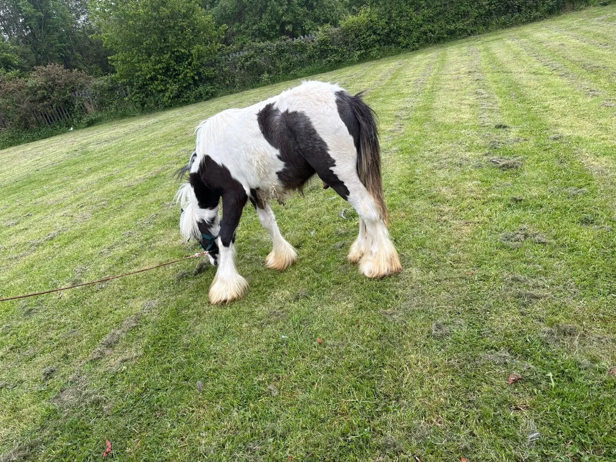 ☘️Heavy Colt Yearling Forsale☘️ - Image 2