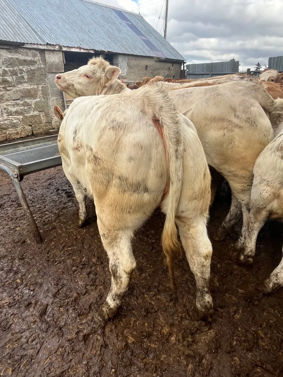 25 super  u grading heifer weanlings - Image 1