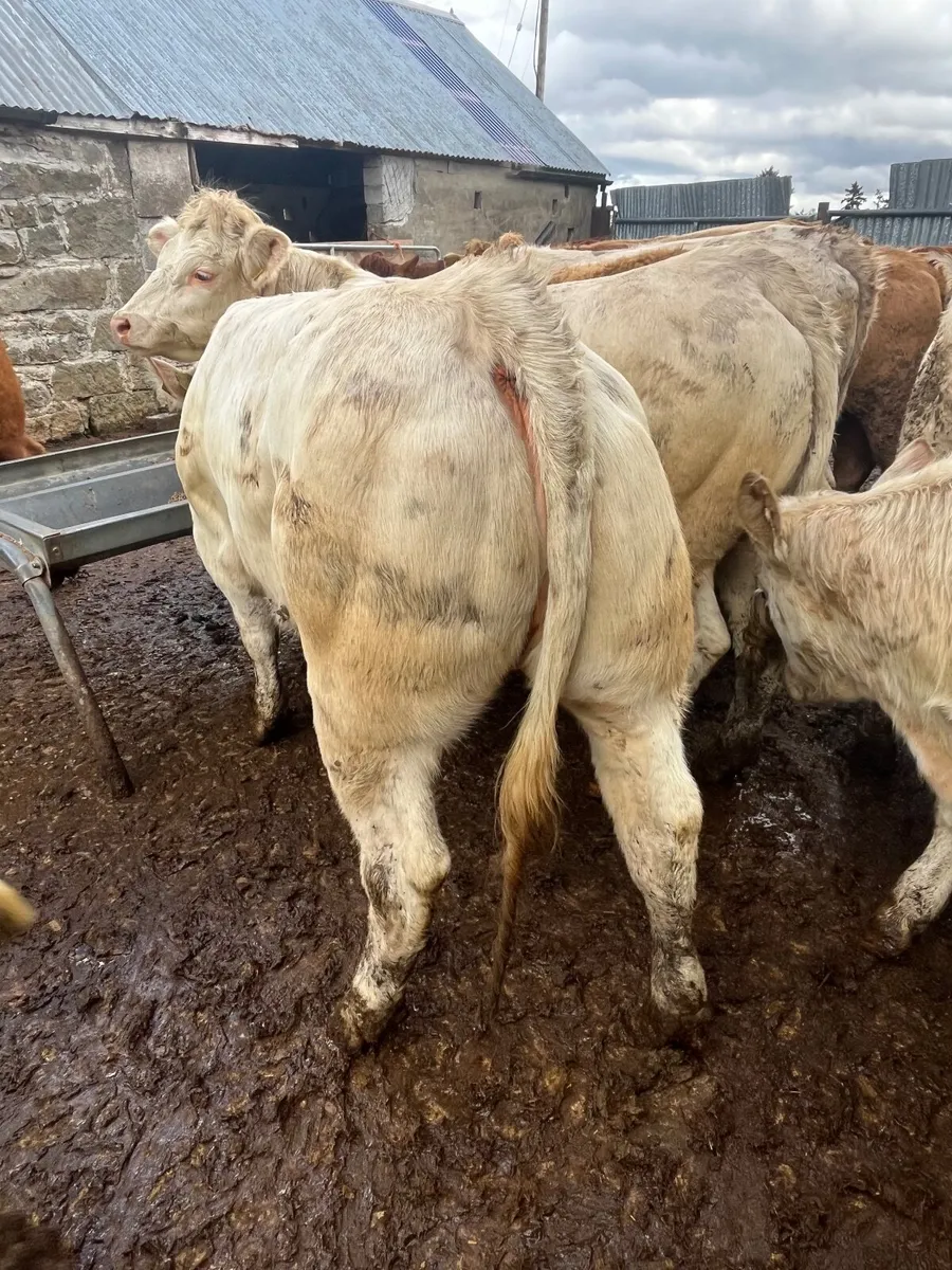 25 super  u grading heifer weanlings - Image 2