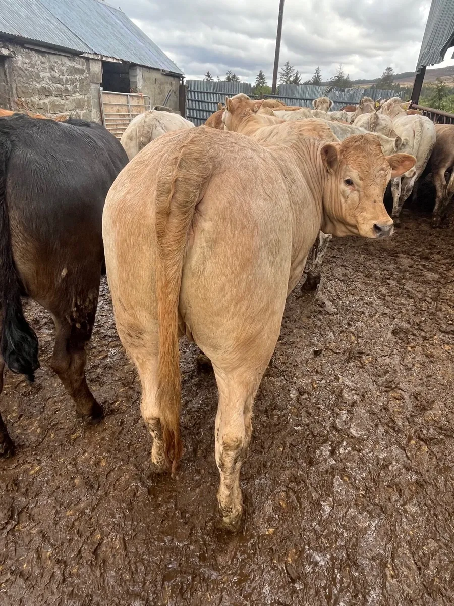 25 super  u grading heifer weanlings - Image 4