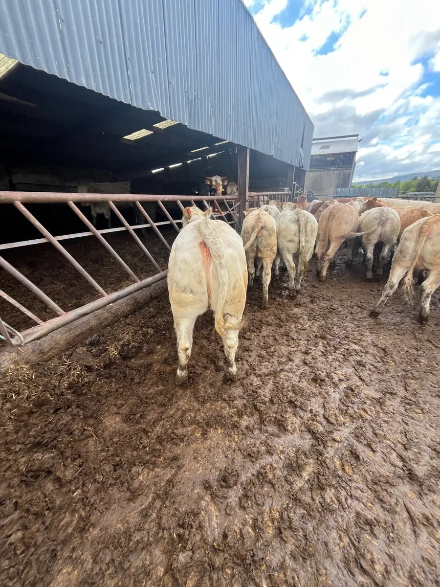 25 super  u grading heifer weanlings - Image 3